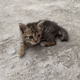 0Pan0 profile image