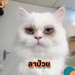 Amy302542 profile
