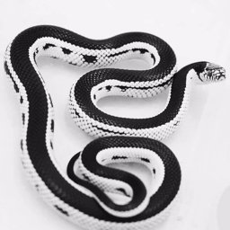 ChamppenMDL profile image