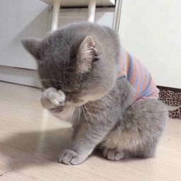 Guccitiny profile image