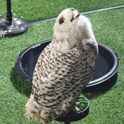 Malimoart Icon