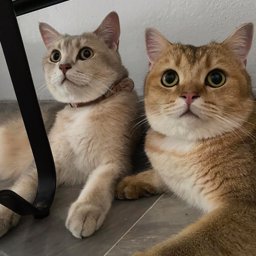 Momay_miiz profile