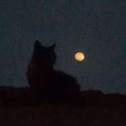 Moon2993829