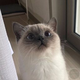 Nananag profile image