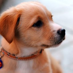 Nawat profile image