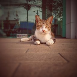 Realme5_bangna profile image