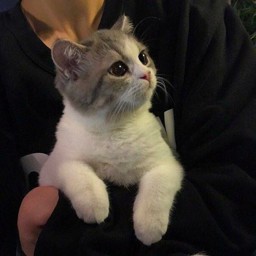 Sinsear profile image