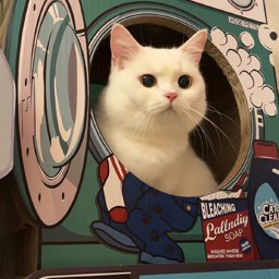 SophieLa profile image