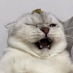Uglyduc profile image