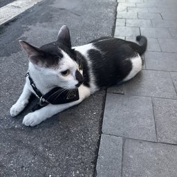 Yumiku profile image