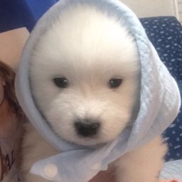 babyg8 profile image
