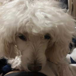 noodee profile