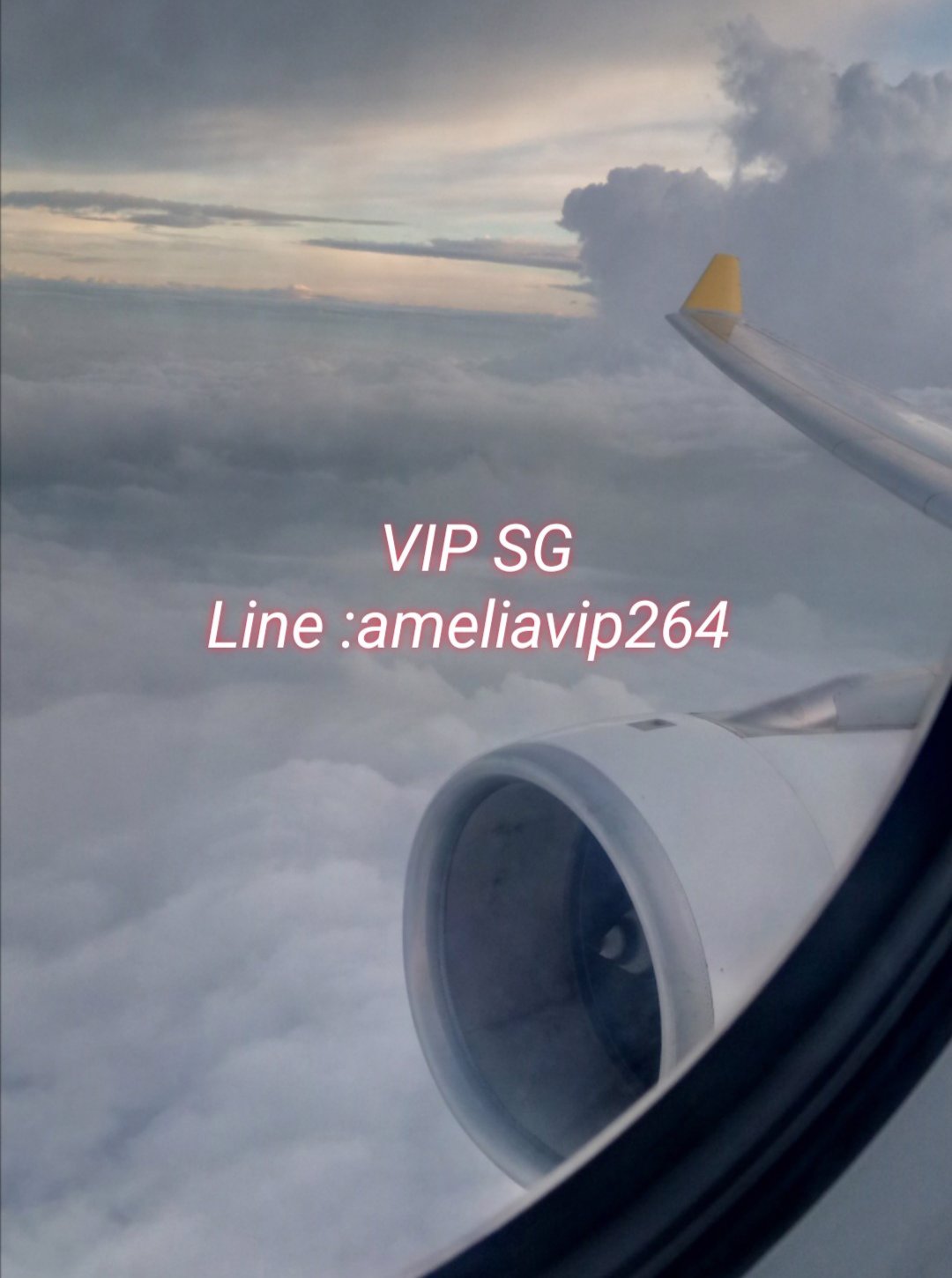 Amelia VIP ต่างประเทศ​ทั่วโลก​ 